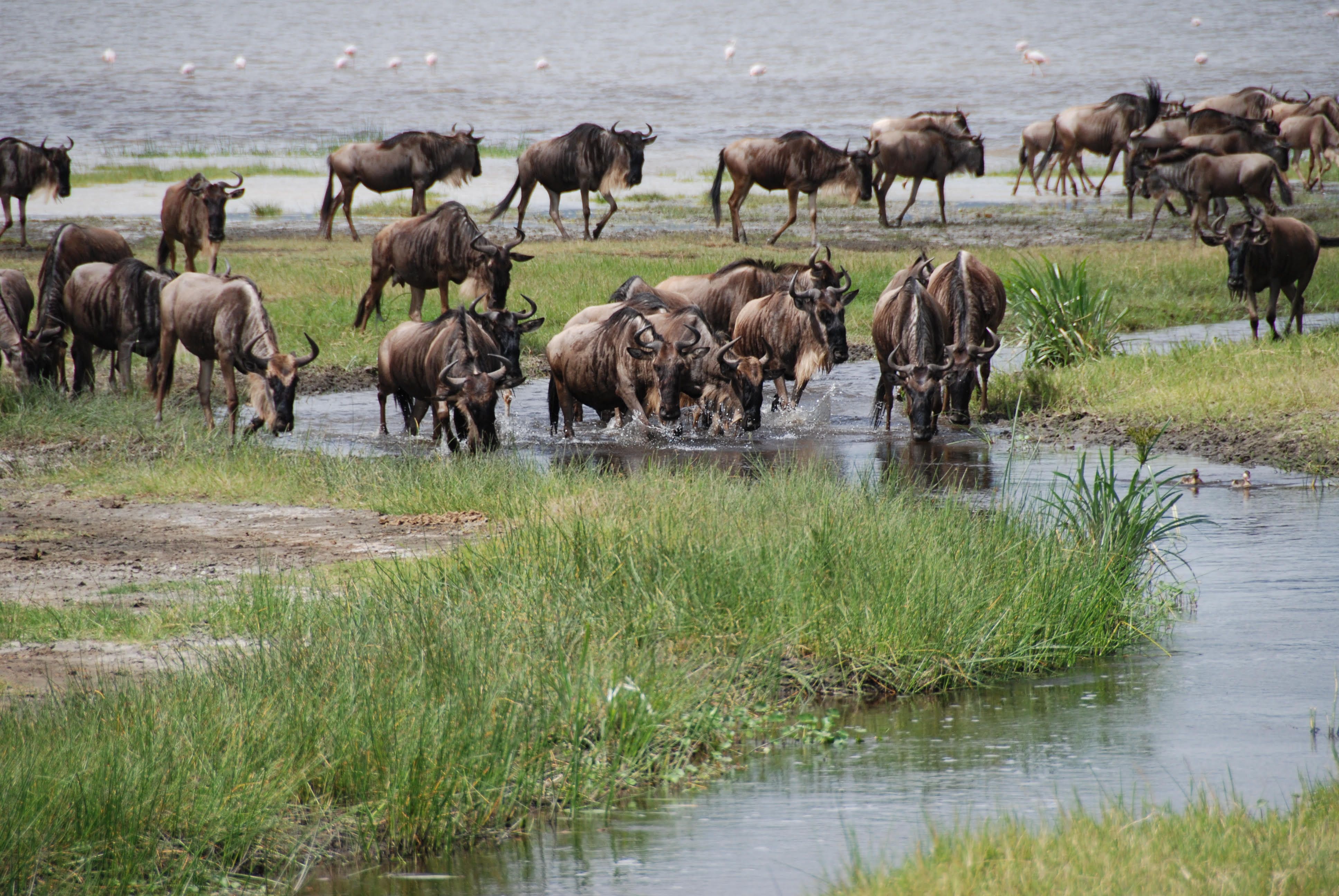 Amboseli - Signature experience